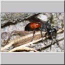 Tachysphex pompiliformis - Grabwespe w01f 8mm mit Nymphe eines Chorthippus albomarginatus - OS-Wallenhorst-Tongrube-Lehmwiese.jpg